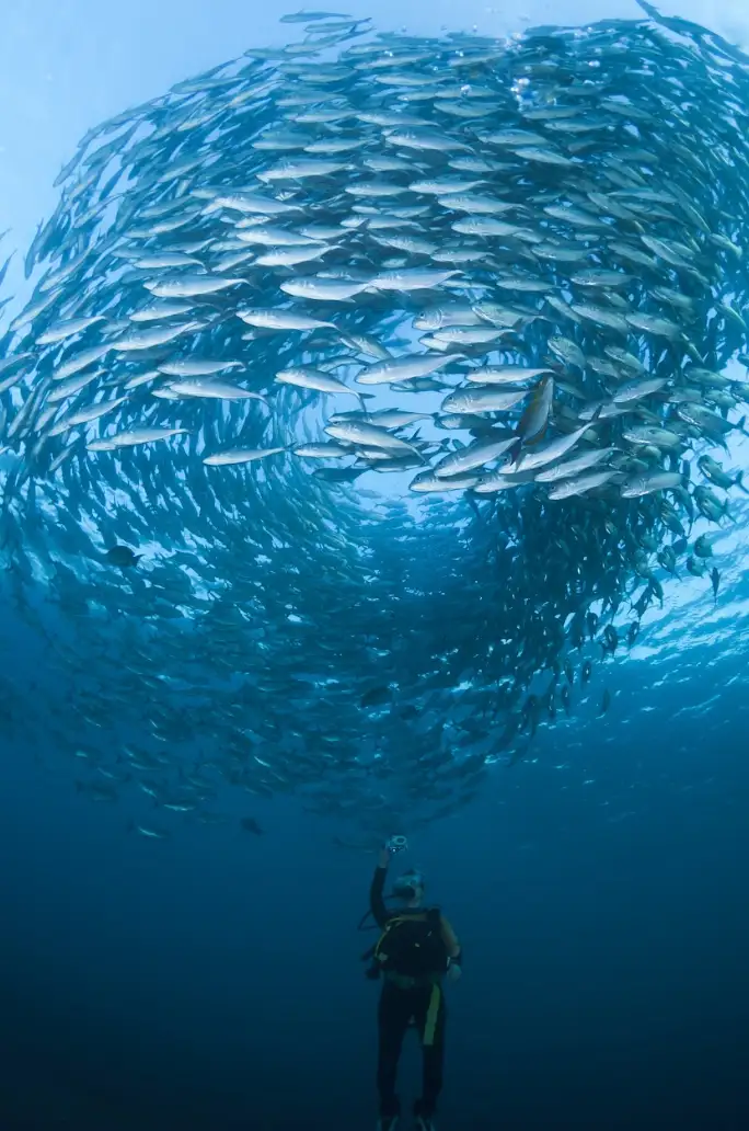 2 plongées à Manta Point