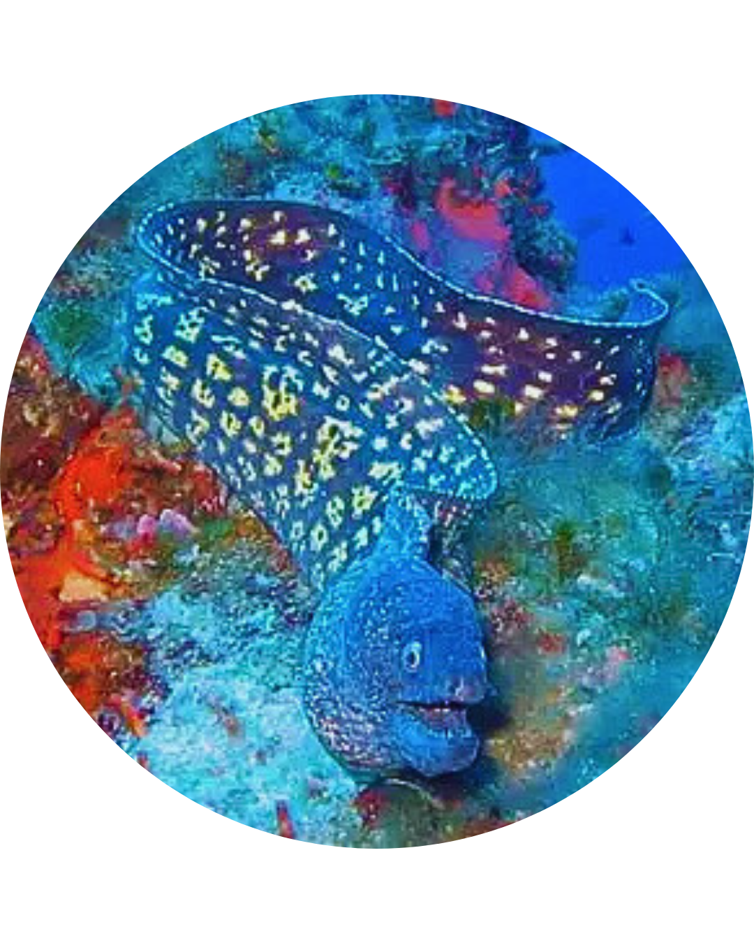 Murène de Méditerranée