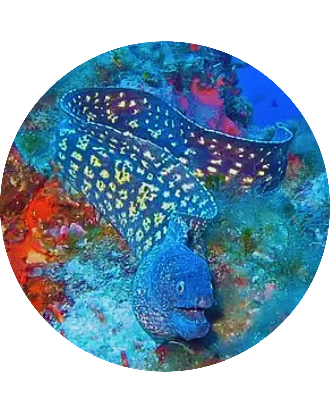 Murène de Méditerranée