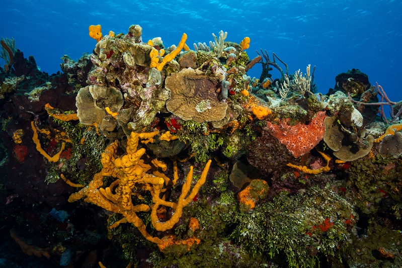 Plongées à Cozumel