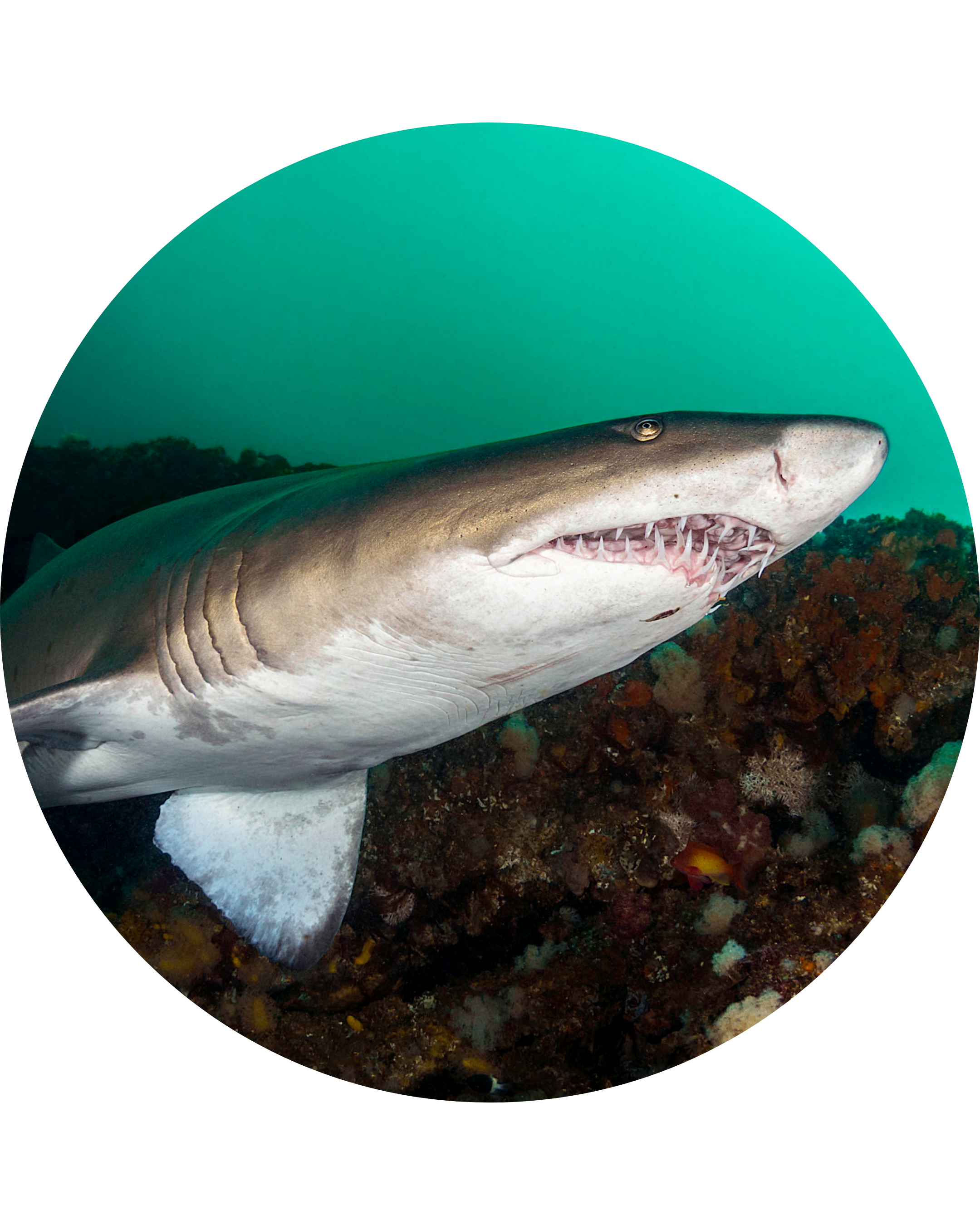 Requin taureau
