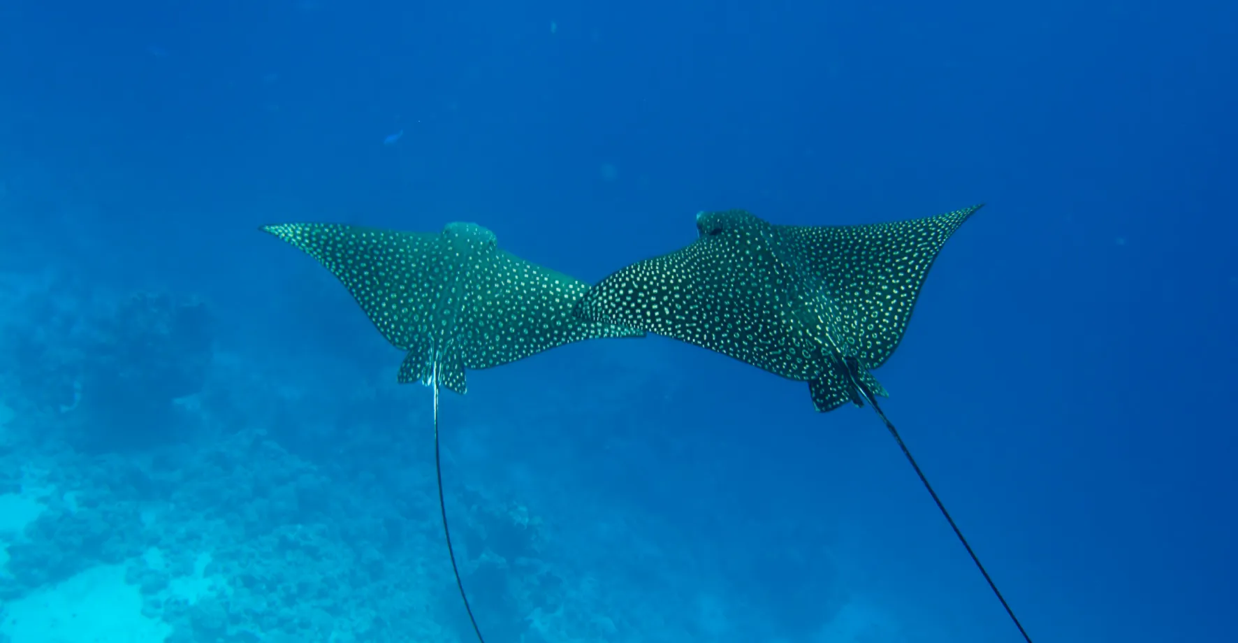 Atmosphère sauvage et rencontres pélagiques