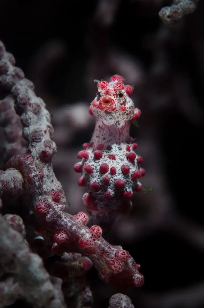 Ubud, traditions et patrimoine balinais