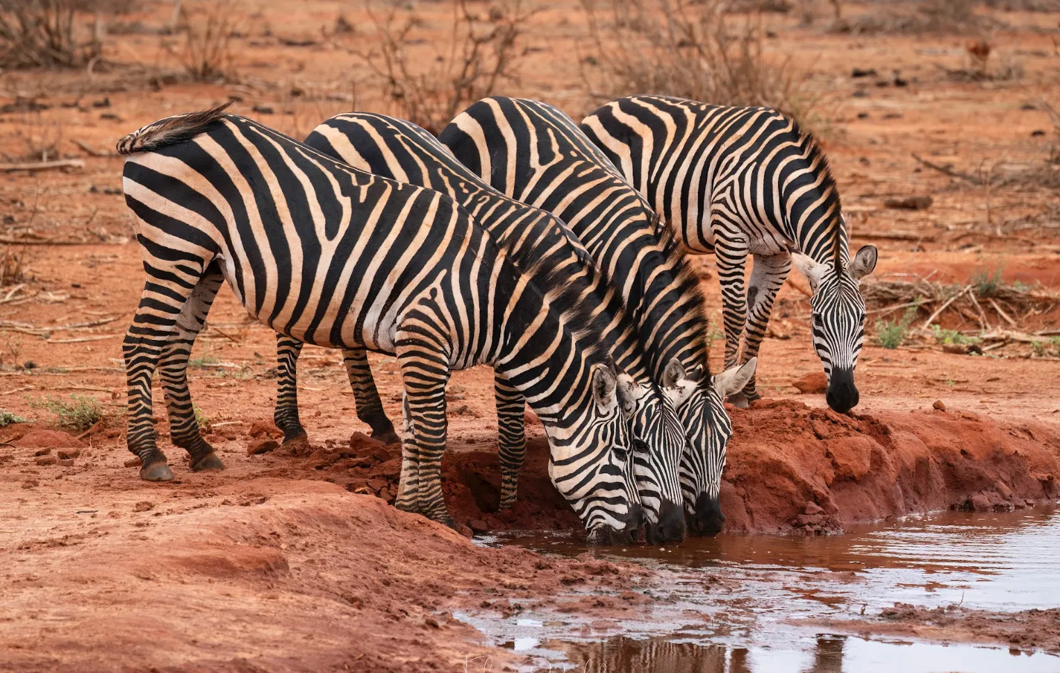 1ère journée safari