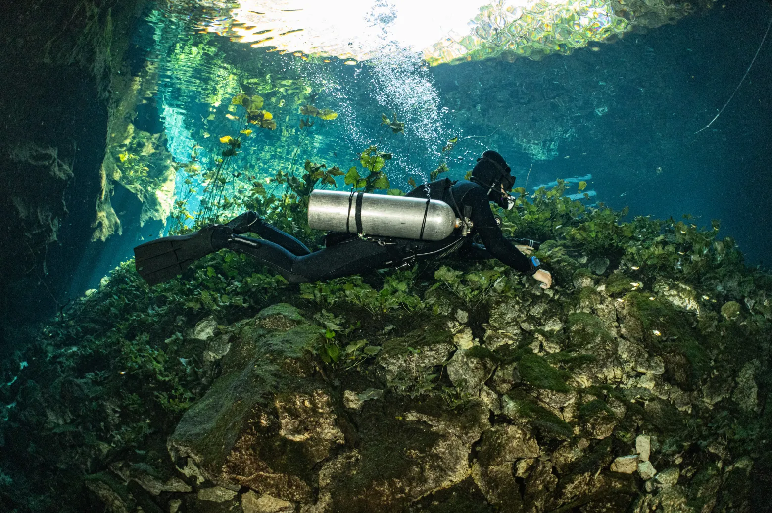 Plongées en cénotes