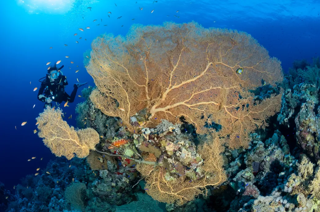 Elphinstone : le final grandiose