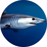 Requin Mako