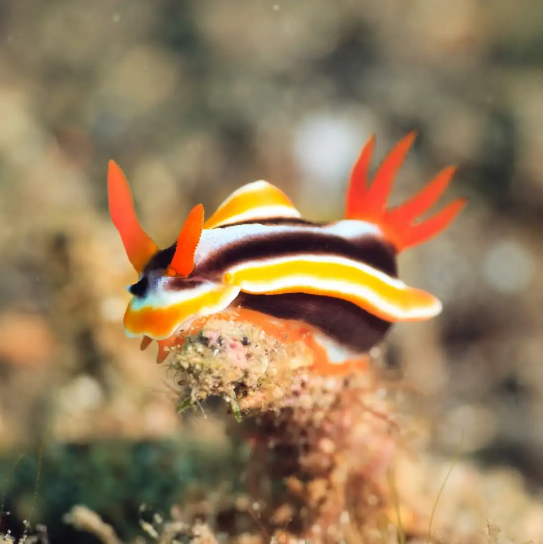 Journée snorkeling - Nuit à Safaga