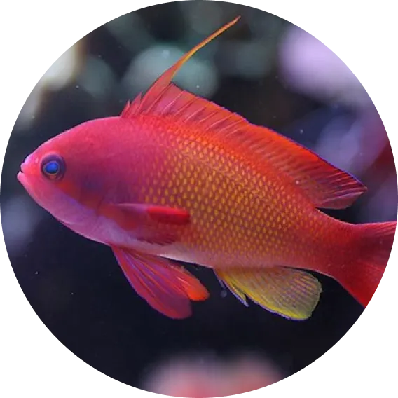 Anthias