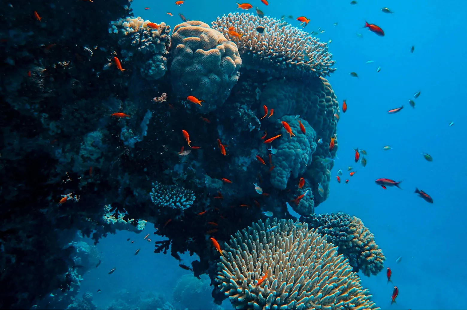 2 Plongées  à Ras Abu Dawood