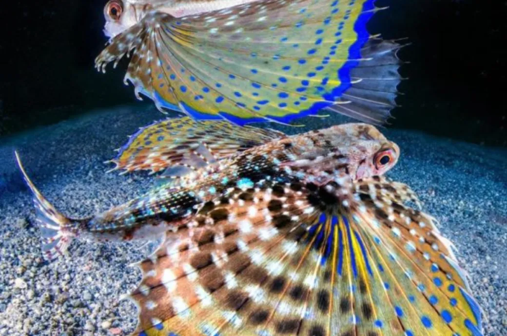 Plongées à Epidaure