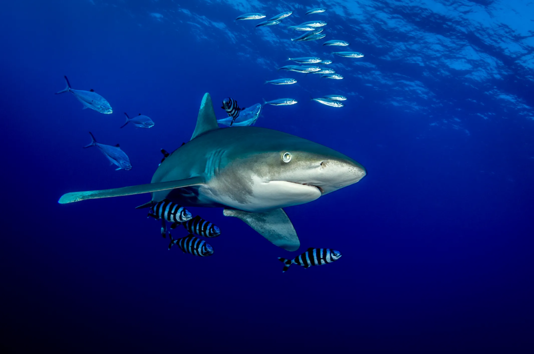 Visite du récif d'Elphinstone