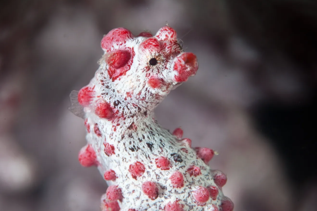 Découverte de la station de nettoyage de Tubbataha et recherche d'hippocampes pygmées