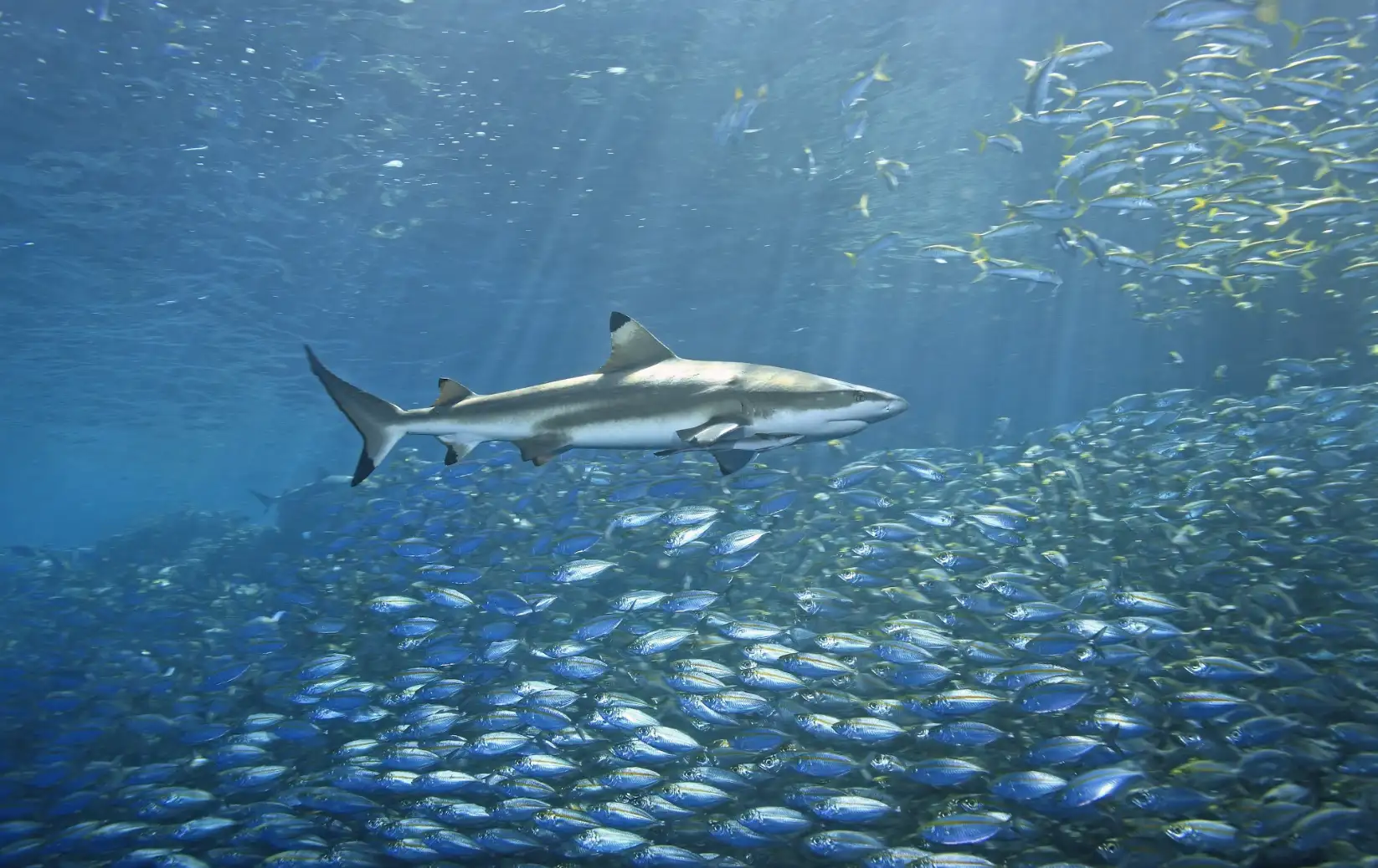 Bonaire