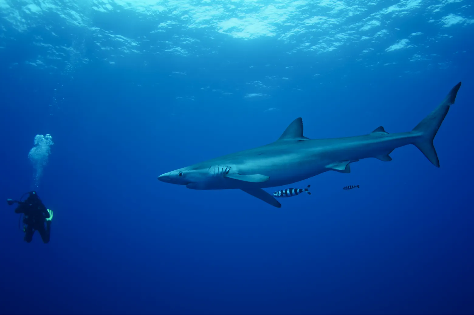 Plongées à Terceira