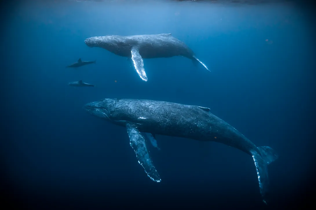 Observation des baleines