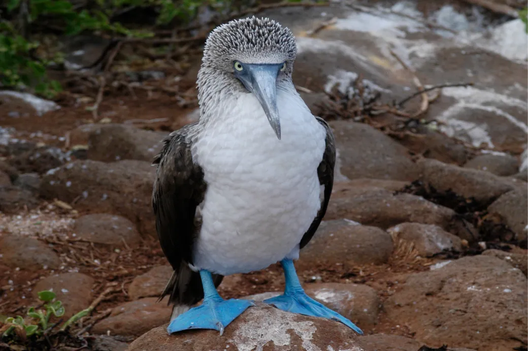 Arrivée aux Galapagos