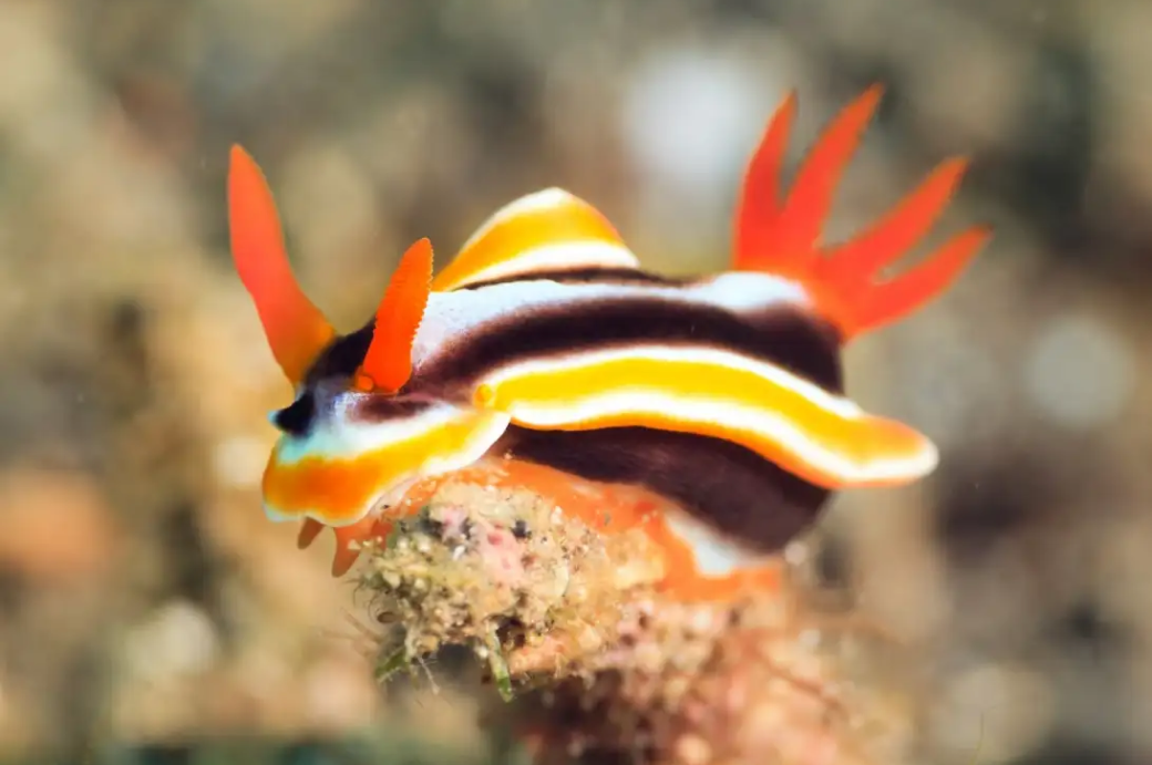 Journée snorkeling - nuit à Safaga