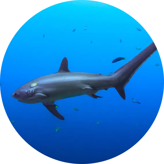 Requin-renard