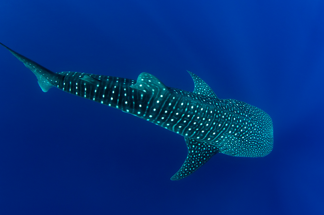 ATOLL ARI SUD