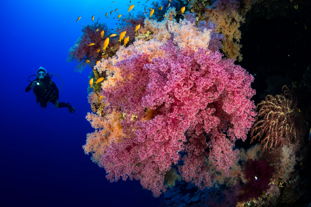 John’s : jardins et pinacles