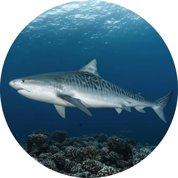 requin tigre