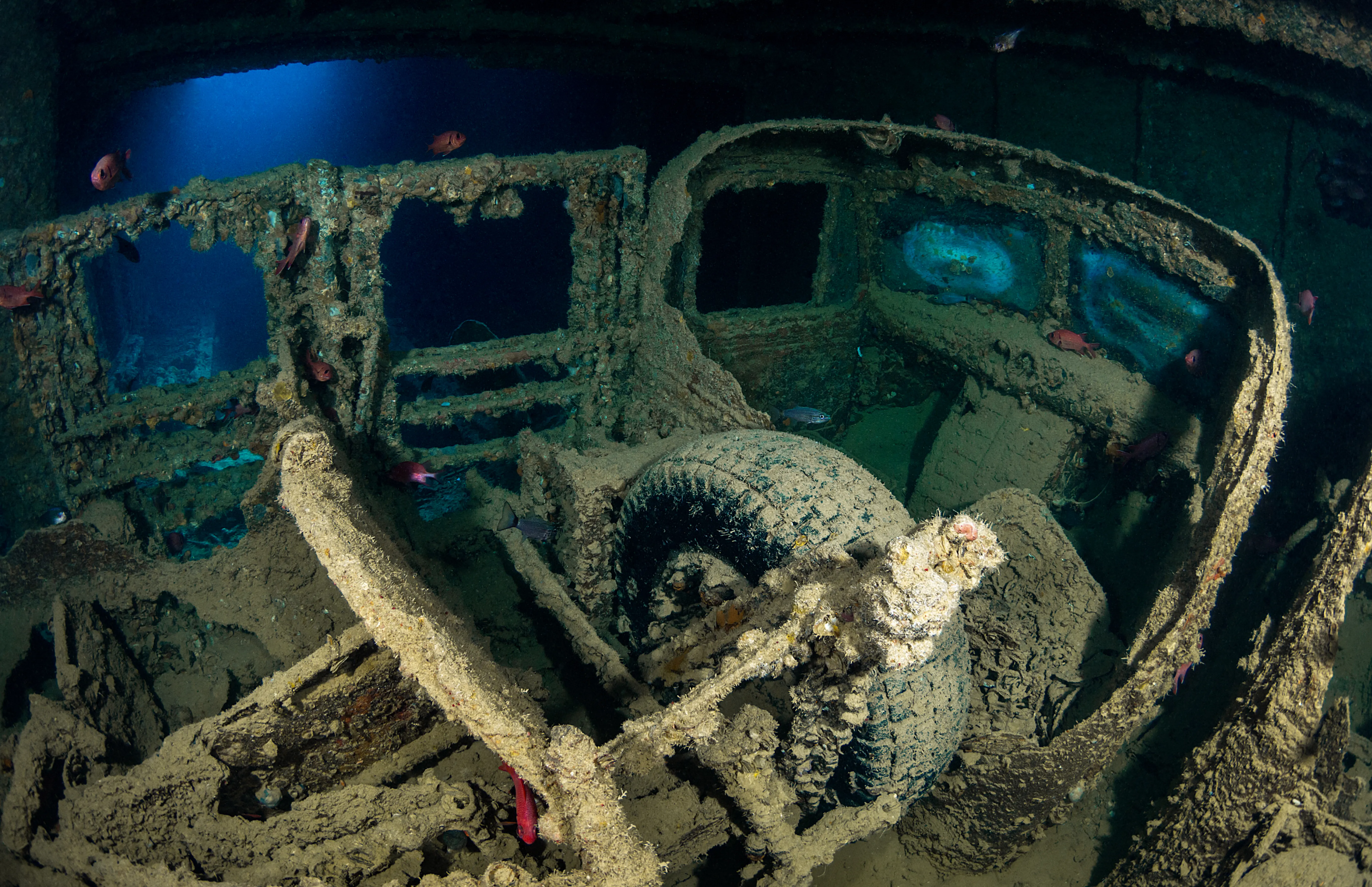 SS THISTLEGORM