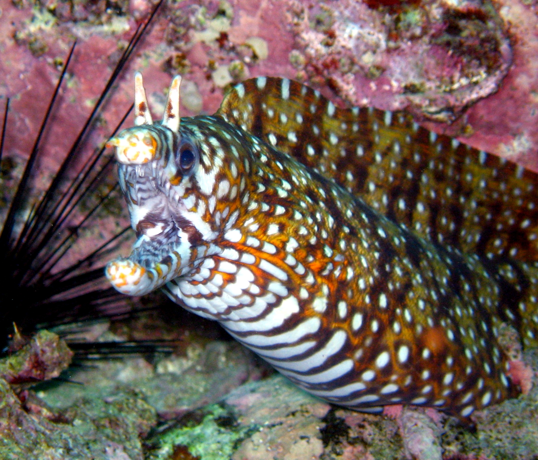 Murène Dragon