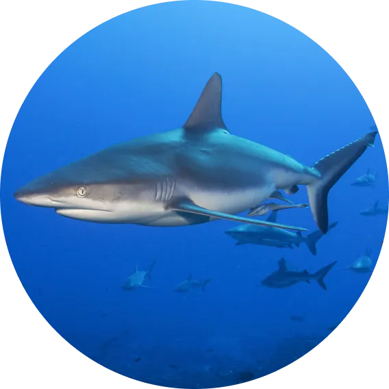 Requin gris