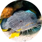 Splendid ToadFish