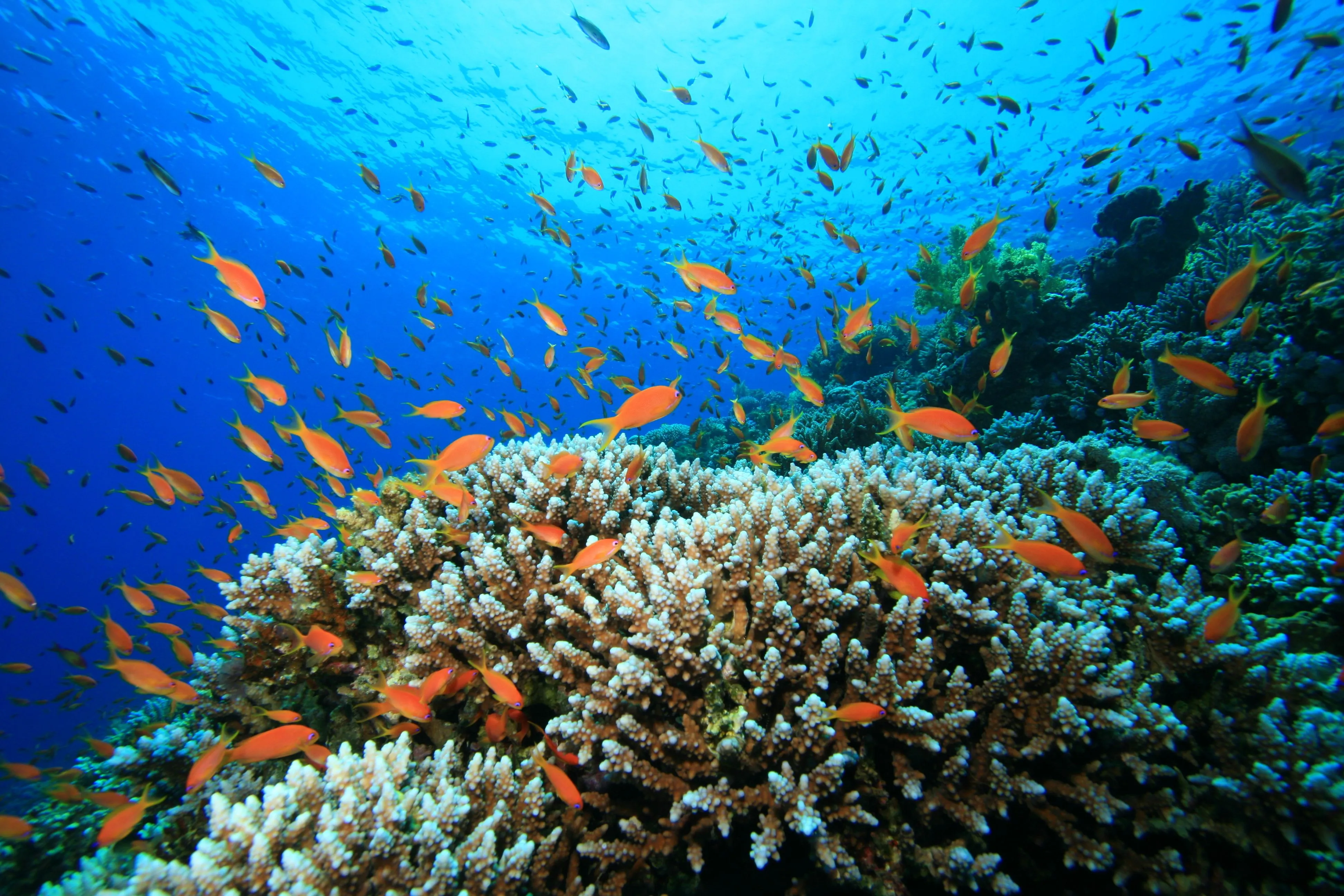 Snorkeling et/ou plongée